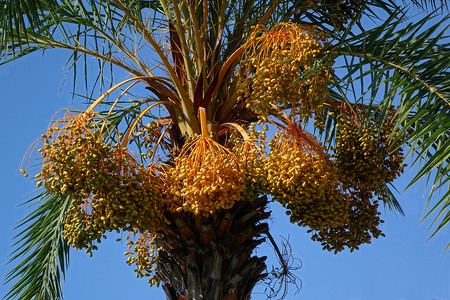 Areca 棕榈树 配水果团背景图片