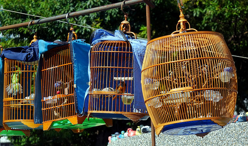 销售松鸟的街头小卖商传统手工市场动物笼子竹子鸟类宠物背景图片