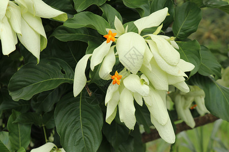美丽的黄色 Mussaenda 花宏指令 白色种 Mussaenda 花开橙色花季节佛灯叶子灌木植物学植物玫瑰生长公园花园背景