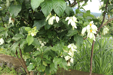 白色的 Mussaenda 花 美丽的小黄色 白色种 Mussaenda 花开橙色花花卉植物学季节植物群树叶花瓣星星热带灌木生长背景图片