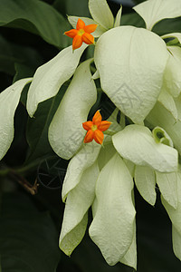 佛灯美丽的黄色 Mussaenda 花宏指令 白色种 Mussaenda 花开橙色花叶子花卉森林热带园艺花瓣植物群公园玫瑰生长背景