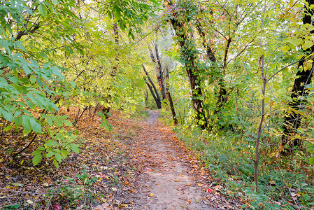 秋季森林车道太阳国家季节阳光晴天小路公园绿色人行道背景图片