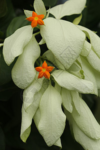 美丽的黄色 Mussaenda 花宏指令 白色种 Mussaenda 花开橙色花花瓣灌木森林叶子园艺热带花园植物学佛灯植物群背景