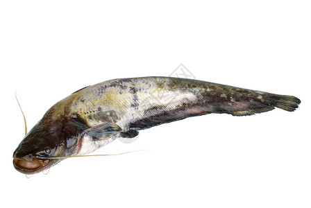 新鲜鱼食物胡子动物白色背景图片