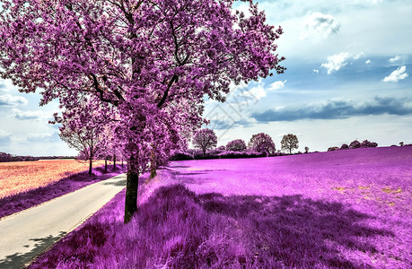 高分辨率的美丽的紫红外线风景森林公园农村树木太阳街道花园植物日落季节霜高清图片素材