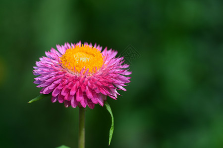 稻草花或永恒或纸雏菊花蝴蝶菊科甲虫植物蜜蜂沙漠花园雨林橙子稻草背景图片