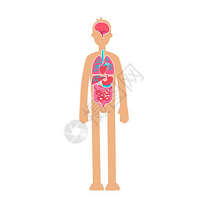面肺子人体解剖平面彩色矢量不露面特征设计图片