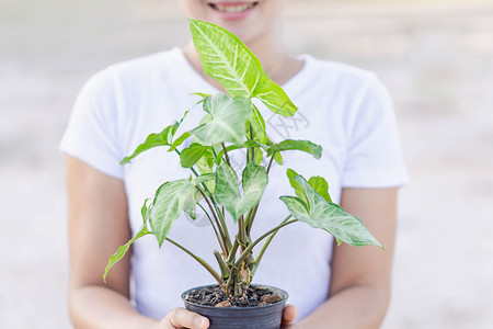 持有新鲜绿箭头醋植物Syngium p的妇女手肾炎热带树叶合子花盆生长背景图片