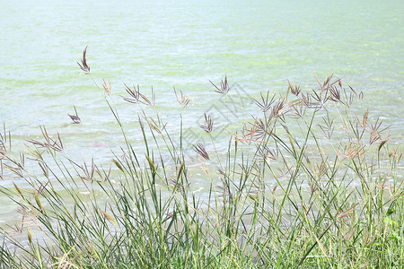 草花晨光在河 草自然和湖面水景观视图湖阳光柔和背景图片