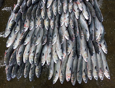鱼类市场出售的灰 Mulllet鱼水产灰色拍卖养殖农业银色渔业食物背景图片