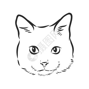草图的猫家养猫矢量插图的肖像艺术品打印胡须鼻子动物眼睛猫咪绘画小猫耳朵插画