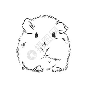 啮齿动物可爱的几内亚草图它制作图案绘画乐趣生物哺乳动物卡通片仓鼠艺术蚀刻动物宠物设计图片