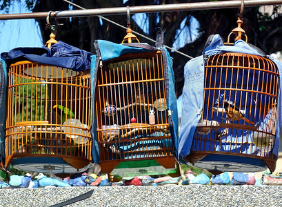销售松鸟的街头小卖商竹子市场宠物动物鸟类笼子传统手工背景图片