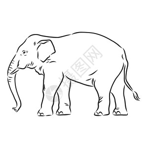 泰国大象节一只成年亚洲象与林的美丽素描荒野野生动物草图成人绘画鼻子插图獠牙数字哺乳动物设计图片