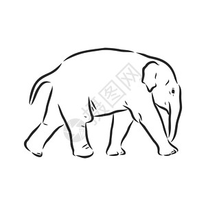 大象与样式白色背景向量它制作图案上孤立的大纲样式中的小象中风草图卡通片哺乳动物孩子野生动物填色彩页婴儿绘画插画