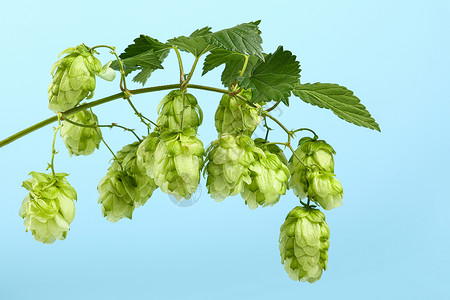 工藤新一在蓝天上特写新的绿色跳跃小树枝药品叶子蓝色锥体啤酒厂爬行者天空啤酒植物食物背景