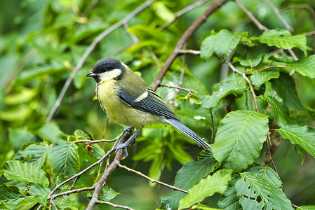大踏在树上山雀鸣禽黄色单只鸟野生动物俘虏绿色动物高清图片