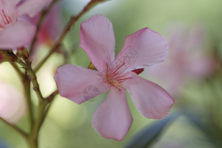 奥里安德语Name衬套植物园粉色灌木夹竹桃区系自然床单植物绿色背景图片