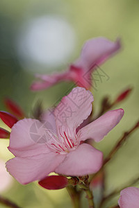 奥里安德语Name衬套植物园粉色植物灌木床单夹竹桃绿色区系自然背景图片