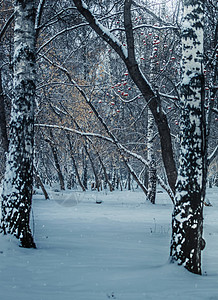 雪上冬季树下雪季节树枝气候环境树木天气木头街道降雪自然高清图片素材