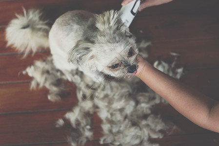 手牵头发美丽贵宾犬高清图片