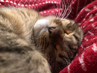一只可爱的猫咪睡着了虎斑毛皮宠物休息眼睛时间动物格子猫科沙发就寝时间高清图片素材