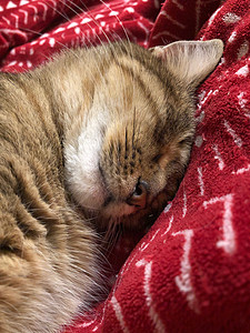 睡在床上的可爱小猫猫毛皮高清图片素材