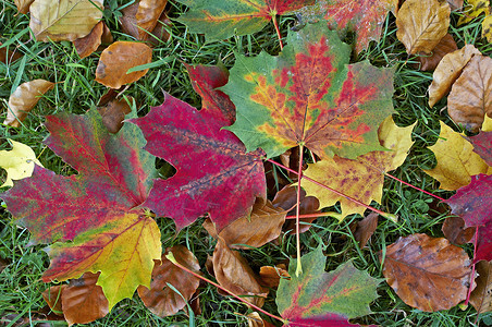 在林地花园的秋叶上 紧贴着色彩多彩的秋叶背景图片
