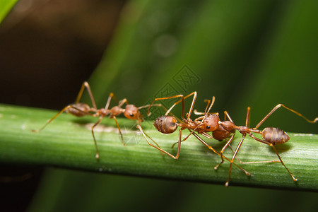 植物上的宏红蚁宏观红色动物背景图片