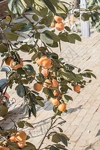 农业 苹果 苹果 秋天 分支机构 食品 新鲜 水果 水果 花园 绿色 收获 健康 叶子 树叶 自然 自然 果园 有机 桃子 植物背景图片