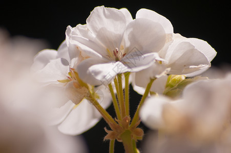 花朵植物脆弱性花瓣植物学园艺背景图片