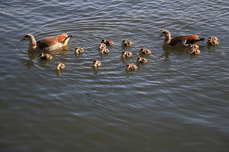 小鸭子素材鸭子家庭 两个成年人和许多小鸡在河边游泳小鸭子池塘动物女性母亲野生动物团体荒野婴儿水禽背景