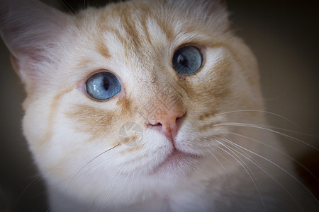 花猫脸蓝眼睛浅棕色猫宠物耳朵眼睛蓝色头发棕褐色猫科动物鼻子外套动物背景