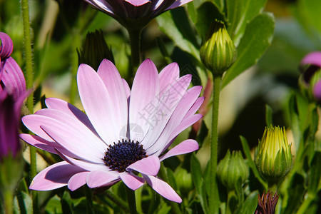 在地中海的非洲粉色菊花雏菊双形植物宏观紫色花园背景图片