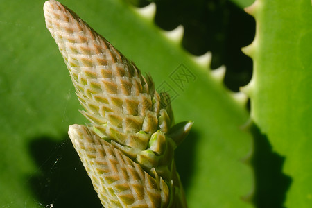 Aloe Vera工厂的封闭花朵 作为天然麦地使用的叶子荆棘肉质草本药店药品植物皮肤科植物学背景图片