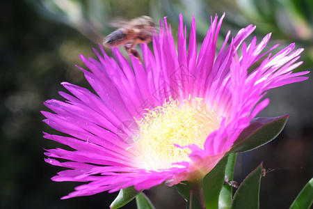 波罗海蜜蜂卡波布罗图斯花朵 蜜蜂飞上方 美丽的洋红桃流背景