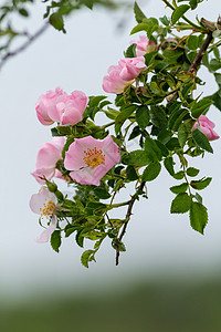 美丽盛开的野玫瑰丛紫色树叶叶子玫瑰花期寝具野蔷薇花园灌木植物背景图片