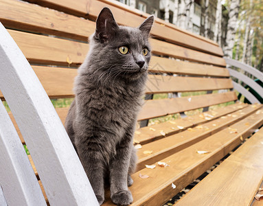 一只黄眼睛明亮 头发光滑的灰猫 在公园旁看着过路人背景图片
