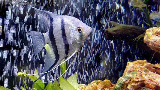 水族馆底栖生物背景图片