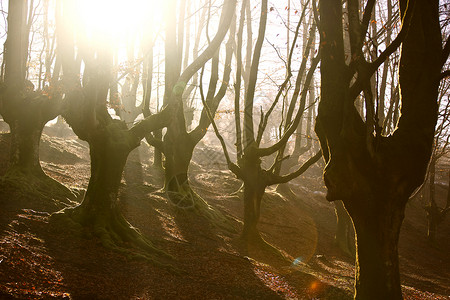 瀑布森林橙子童话山毛榉自然保护区树干树叶背景图片