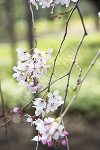 粉色樱花树枝樱花在树枝中开花文化粉色植物自然背景
