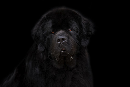 黑背景的纽芬兰狗毛皮黑色犬类动物身体背景图片