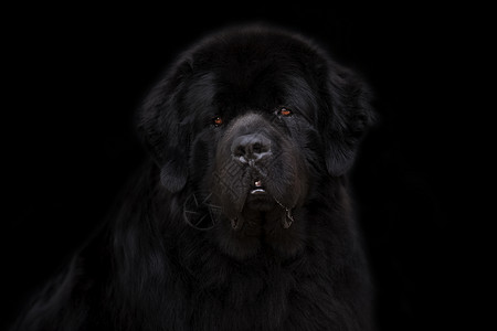 黑背景的纽芬兰狗毛皮黑色动物犬类身体背景图片