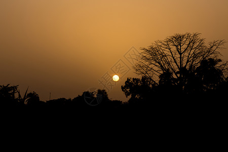 日落时 树成光柱环境剪影植物群森林树干天空分支机构生态灰尘橙子背景