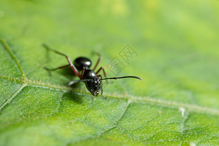 蚂蚁上树大型蚂蚁在叶子上树叶刀具昆虫宏观背景