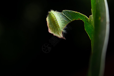 叶子上的宏毛虫宏观绿色花园蝴蝶背景图片