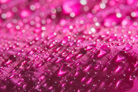 宏观背景 粉红色花瓣上的水滴背景图片