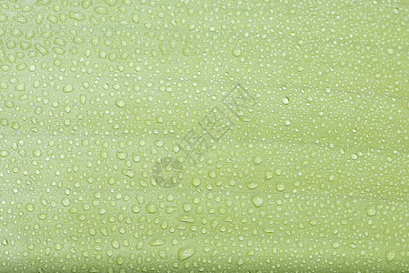 绿叶上的水滴绿色树叶背景图片