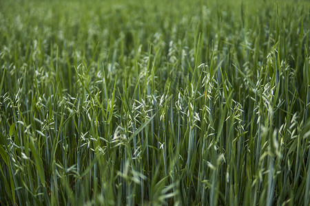 田间小麦生长的绿燕耳朵 农业 自然产品食物饲料种子稻草核心收成植物植物群农场粮食夏天高清图片素材