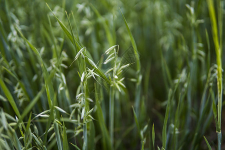 特写在领域生长的麦子的一个绿色燕麦耳朵 农业 自然产物玉米场地稻草天空粮食植物群文化植物食物植物学长钉高清图片素材